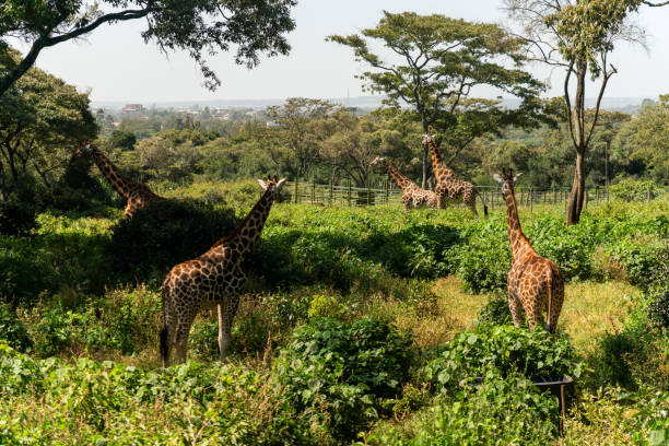 Giraffes on the farm and giraffe center. Kenya. Nairobi.